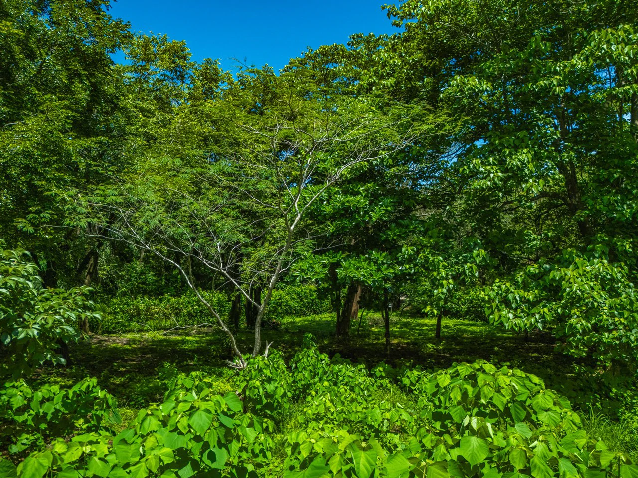 Tierra Pacifica #22: 1.5 Acre Homesite with Water Meter - Gallery image 18