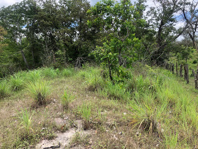 Mountain Farm for Sale in Liberia – Nature, Privacy, and High Investment Potential - Gallery image 17