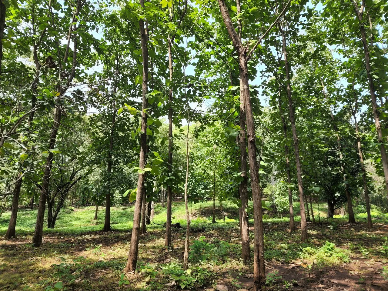 INVEST IN A TEAK PLANTATION FOR 25 YEARS - Gallery image 12