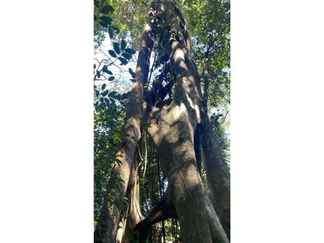 Nature Paradise Farm for sale in the mountains of Quebrada Grande, Building potential property 30 minutes away from Liberia - Gallery image 14