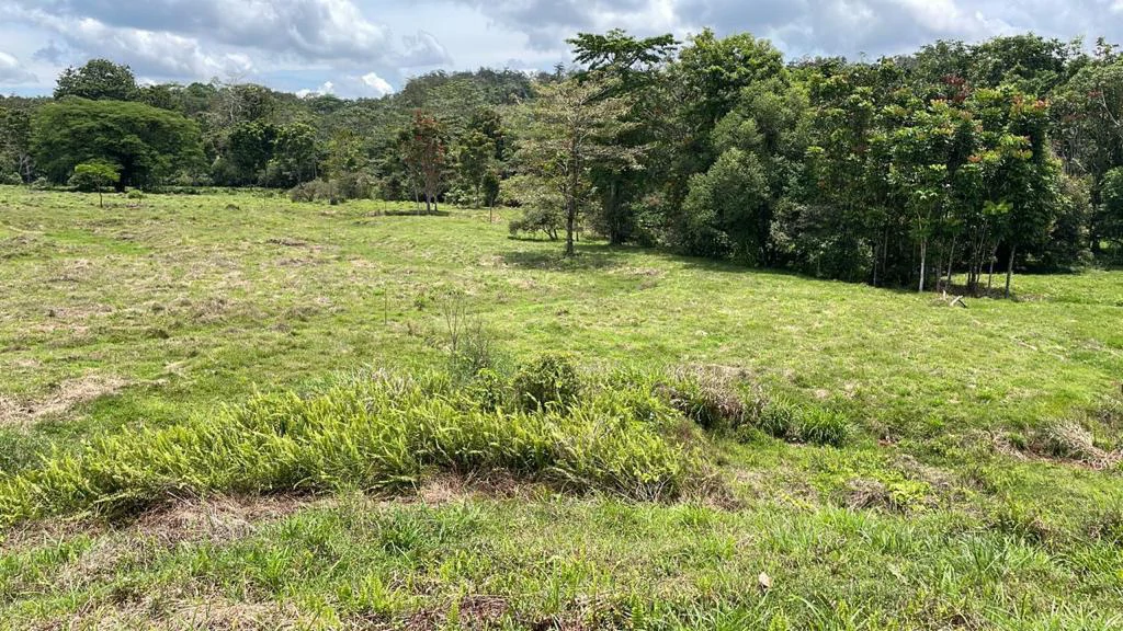 Building potential property for sale, beautiful land in the pure nature close to Bijagua - Gallery image 4