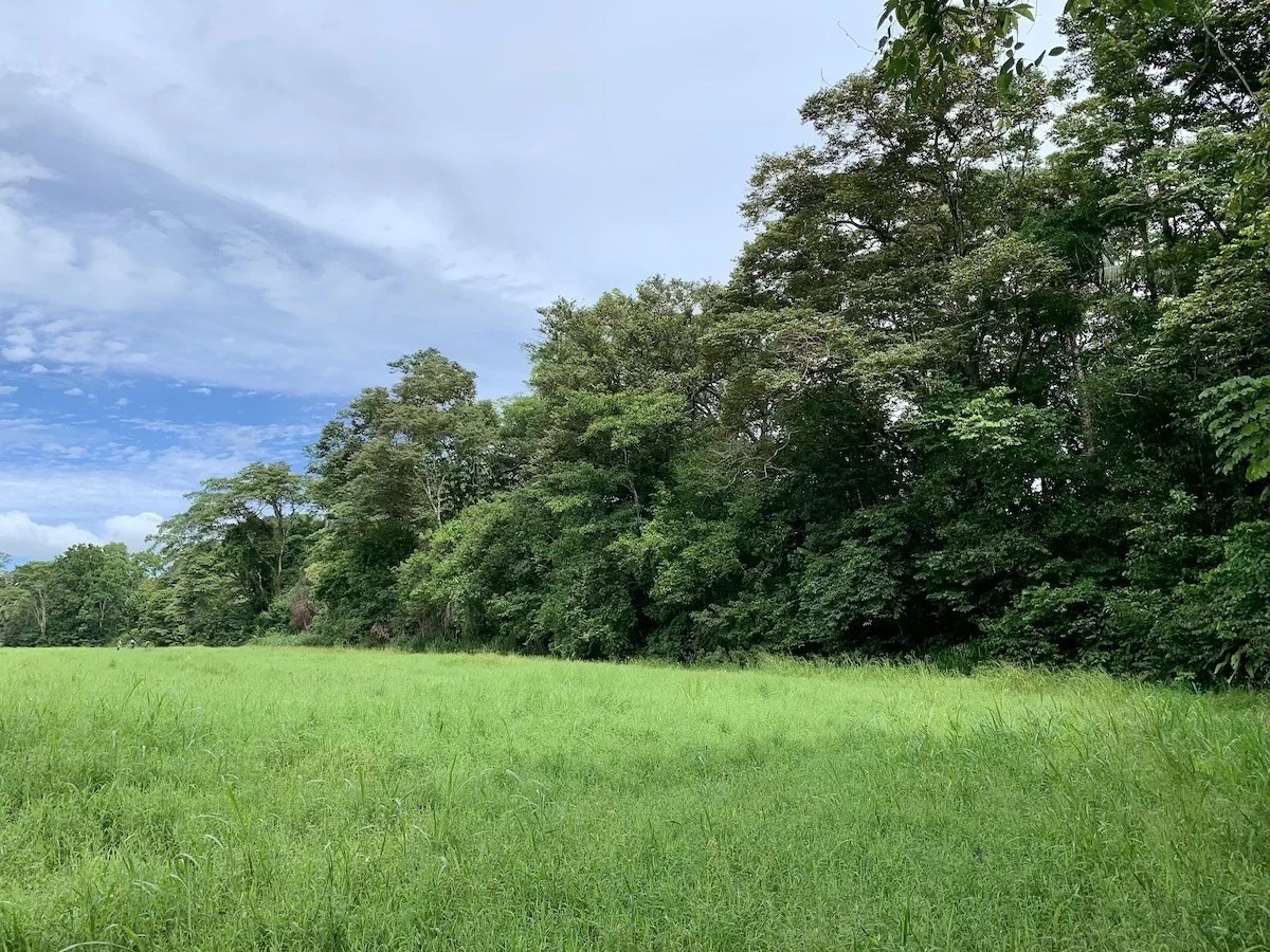 Tropical Farmland 21 Acres - Gallery image 5