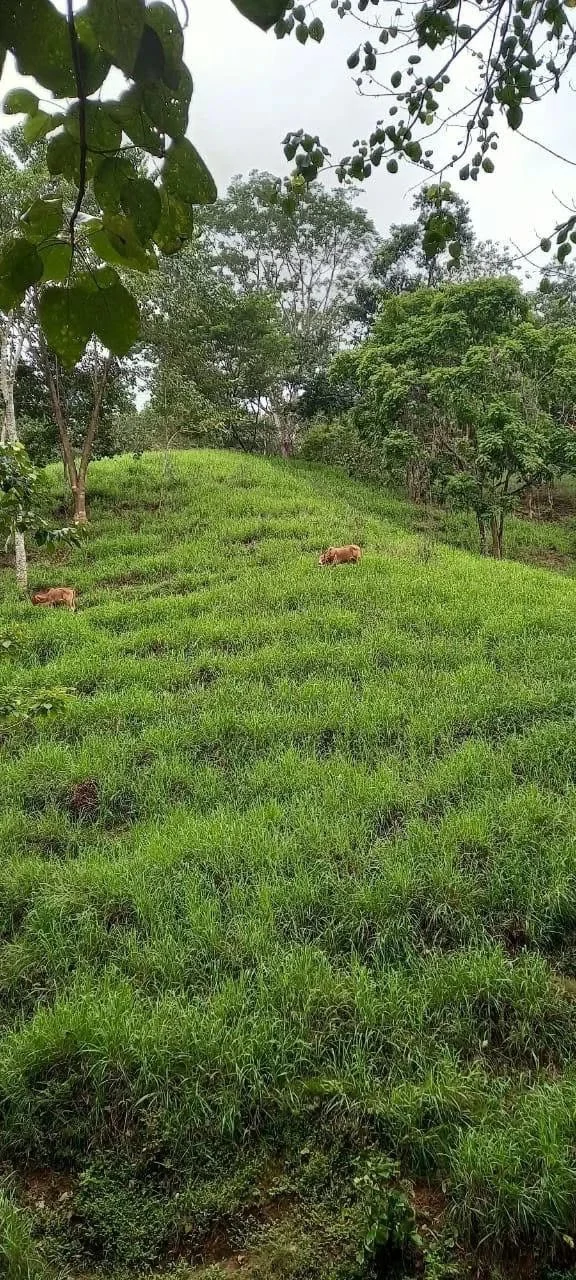 58 hectares: Ocean View Development Land for Sale in Tambor Costa Rica – 58 Hectares on the Nicoya Peninsula - Gallery image 14