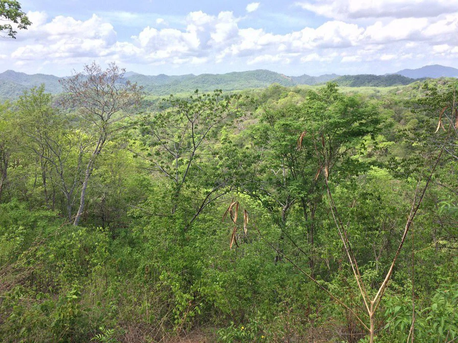 GRAN OPORTUNIDAD: GREAT OPPORTUNITY. Property of 48.3 hectares adjacent to the Hotel Riu - Gallery image 17