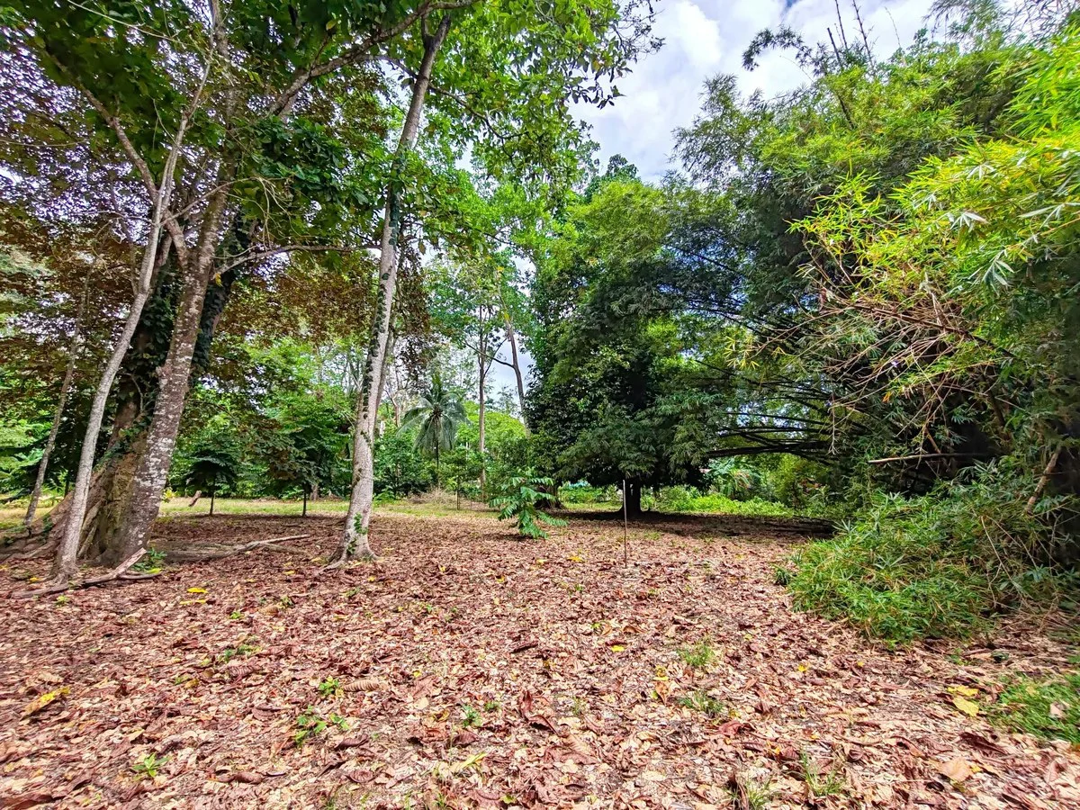 ID 1044: Build Ready Land Between Cahuita National Park and Puerto Viejo - Gallery image 6