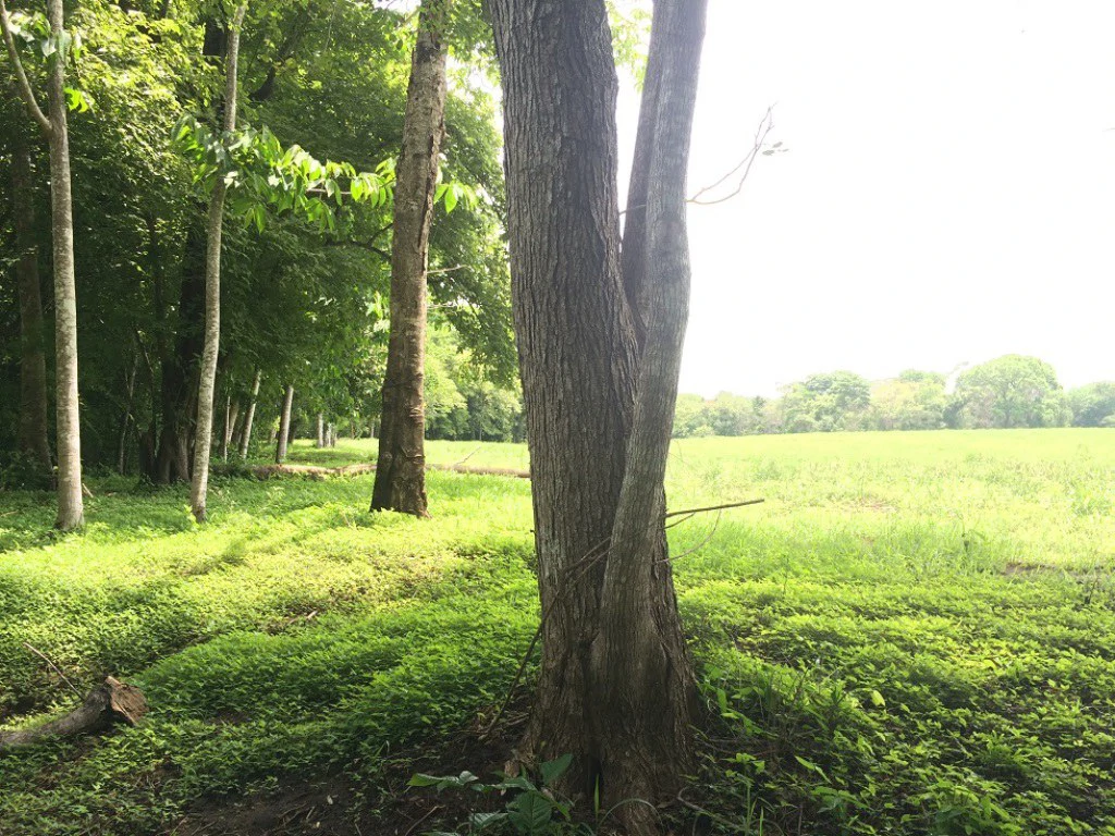 Propiedad de 79 hectáreas: Property of 79 hectares, located in Canas Dulces Liberia. - Gallery image 19