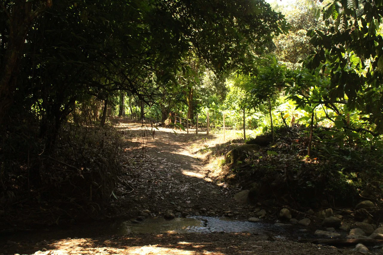 Wildlife Reserve Farm close to Ojochal - photo 16