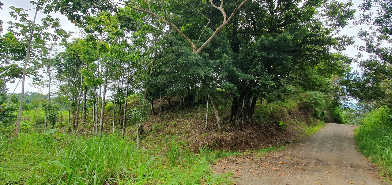 GULF VIEW PROPERTY IN PUERTO JIMENEZ, COSTA RICA - Gallery image 8