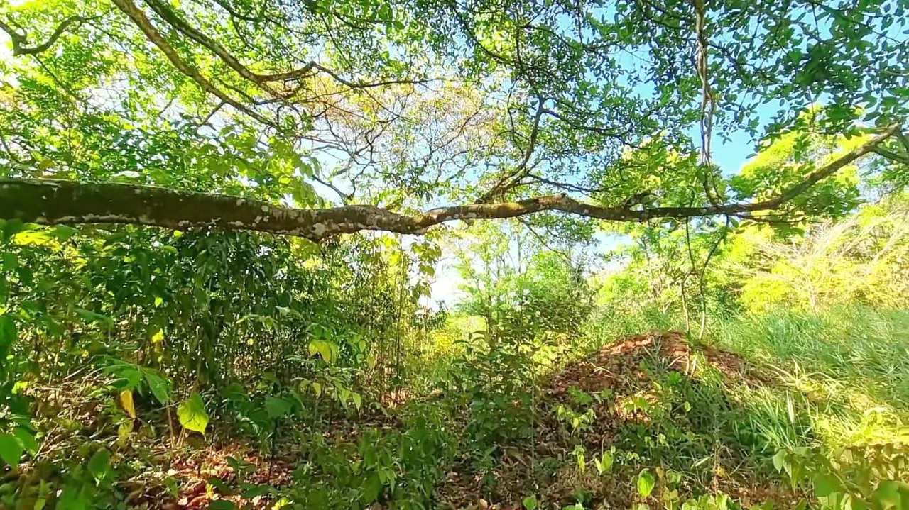 Lot for sale in Alegria Village: BEAUTIFUL LOT FOR SALE IN THE HEART OF ALEGRIA VILLAGE (10602 SQFT) - Gallery image 4