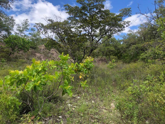 Mountain Farm for Sale in Liberia – Nature, Privacy, and High Investment Potential - Gallery image 24