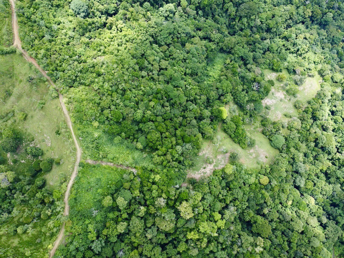 High Elevation Rainforest and Ocean View Property - Gallery image 3