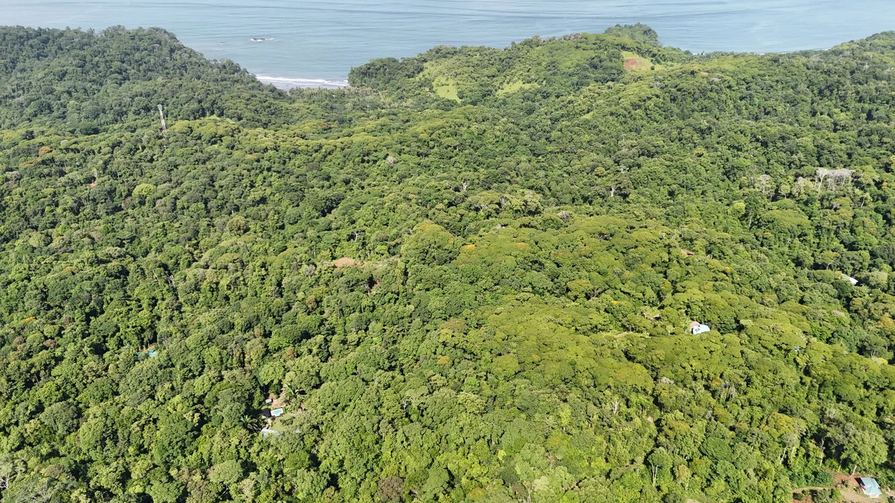 Spectacular Ocean view on 7.7 acres: Mountain Home Construction Site For Sale in Bahía Ballena - Gallery image 28