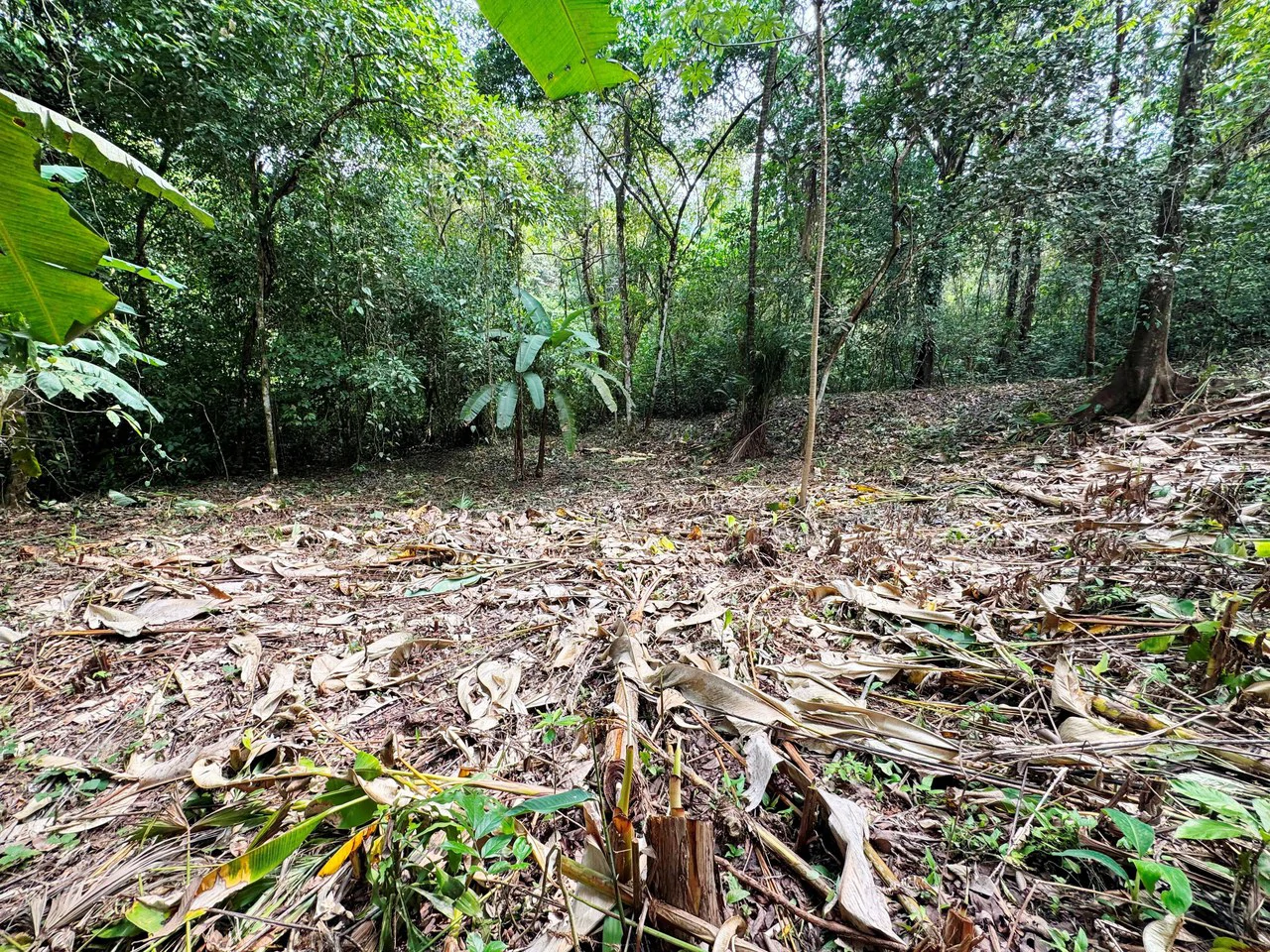 1 Acre Jungle Lot with River in Playa Dominical - Gallery image 12