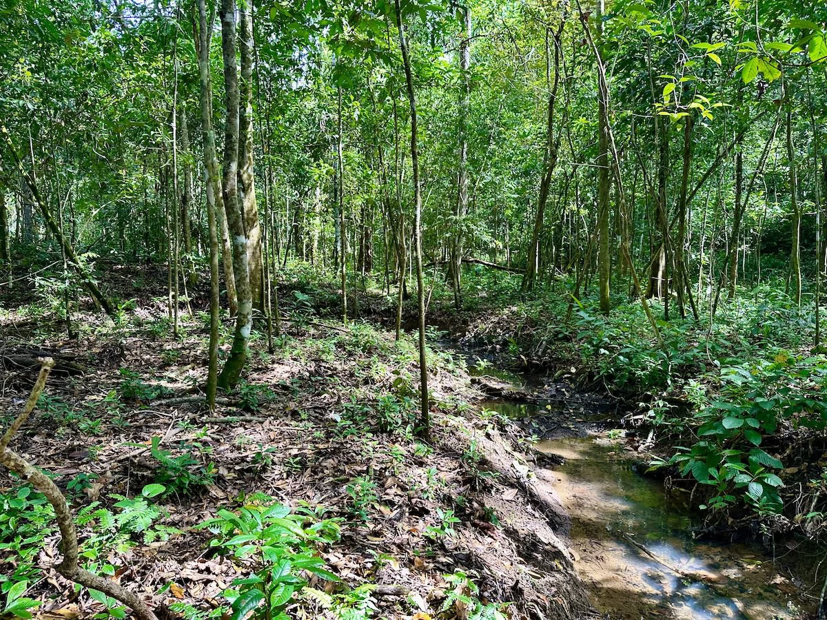 Large Building Lots in Osa Peninsula - Gallery image 6