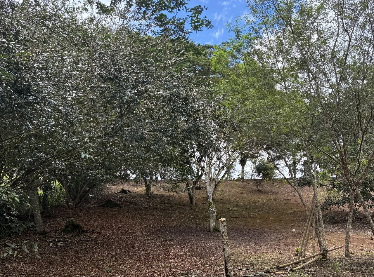 Building Lot 2O minutes from San Isidro with Fruit Trees and Views - Gallery image 6