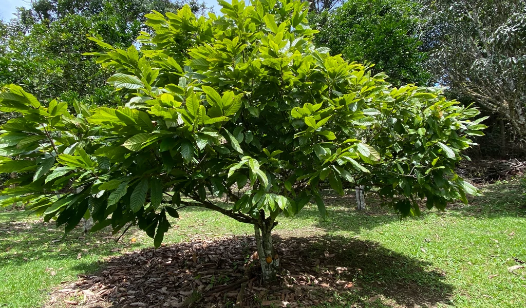 1.9 ACRES – Very Usable Flat Land Divided By An Across Running Creek, Tons Of Fruit Trees Plus Woods In The Back!!! - Gallery image 12