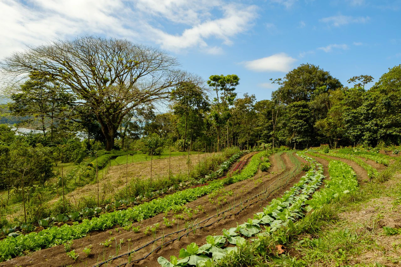 NATURES BOUNTY - Certified Organic Farm - Gallery image 6