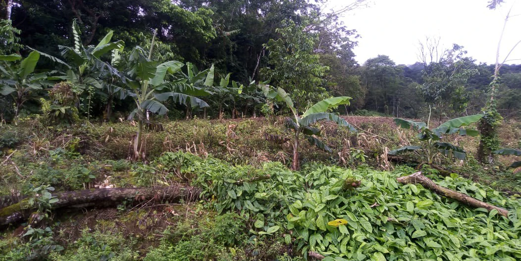 Agricultural farmland for sale in Aguas Claras, Alajuela, 1 house and many fruit trees - Gallery image 19