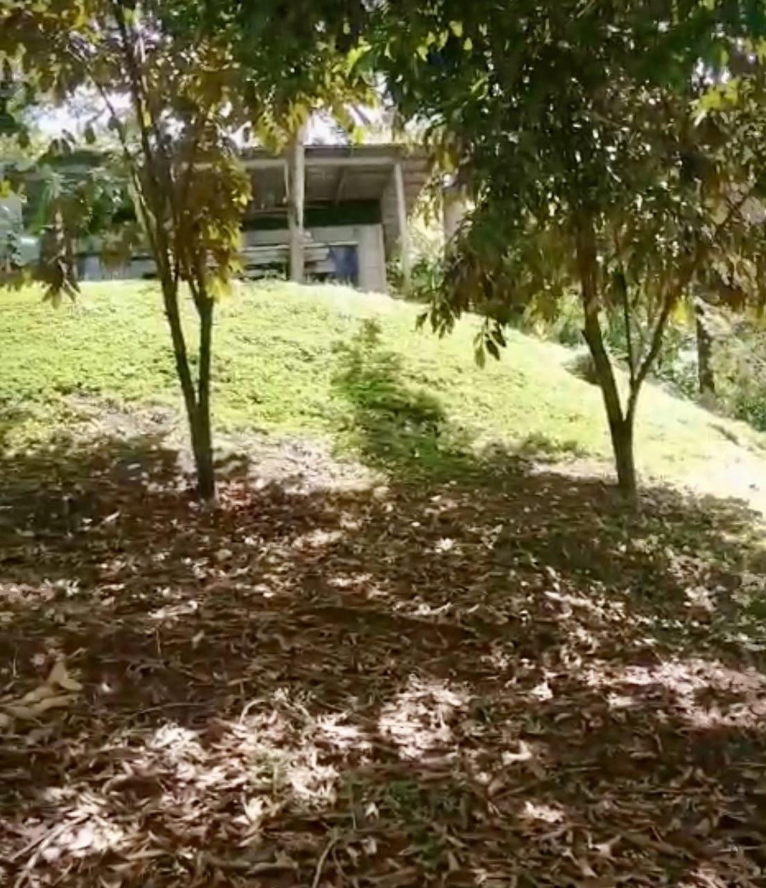 4.2 acres with house and creek: Beautiful property with creek and house - Gallery image 4
