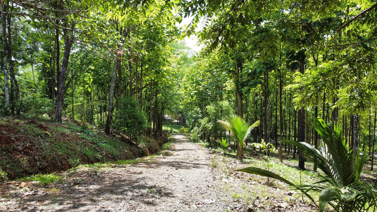 7-Hectare Farm with Teak Plantation, Existing Home & Eco-Development Potential Near Parrita, Costa Rica - Gallery image 10