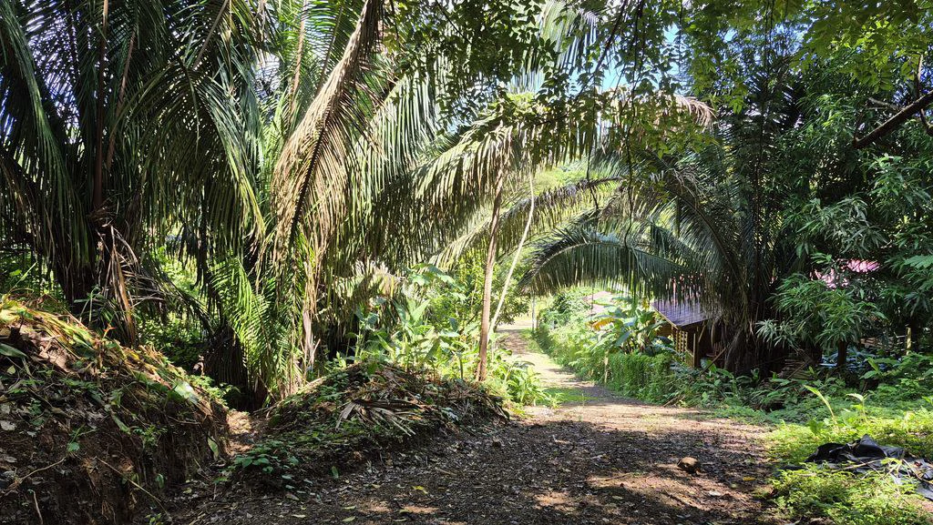 Lote Vista Montaña: Elevated Lot with Mountain and Jungle Views in Buena Vista, Just Minutes from Samara Beach - Gallery image 5