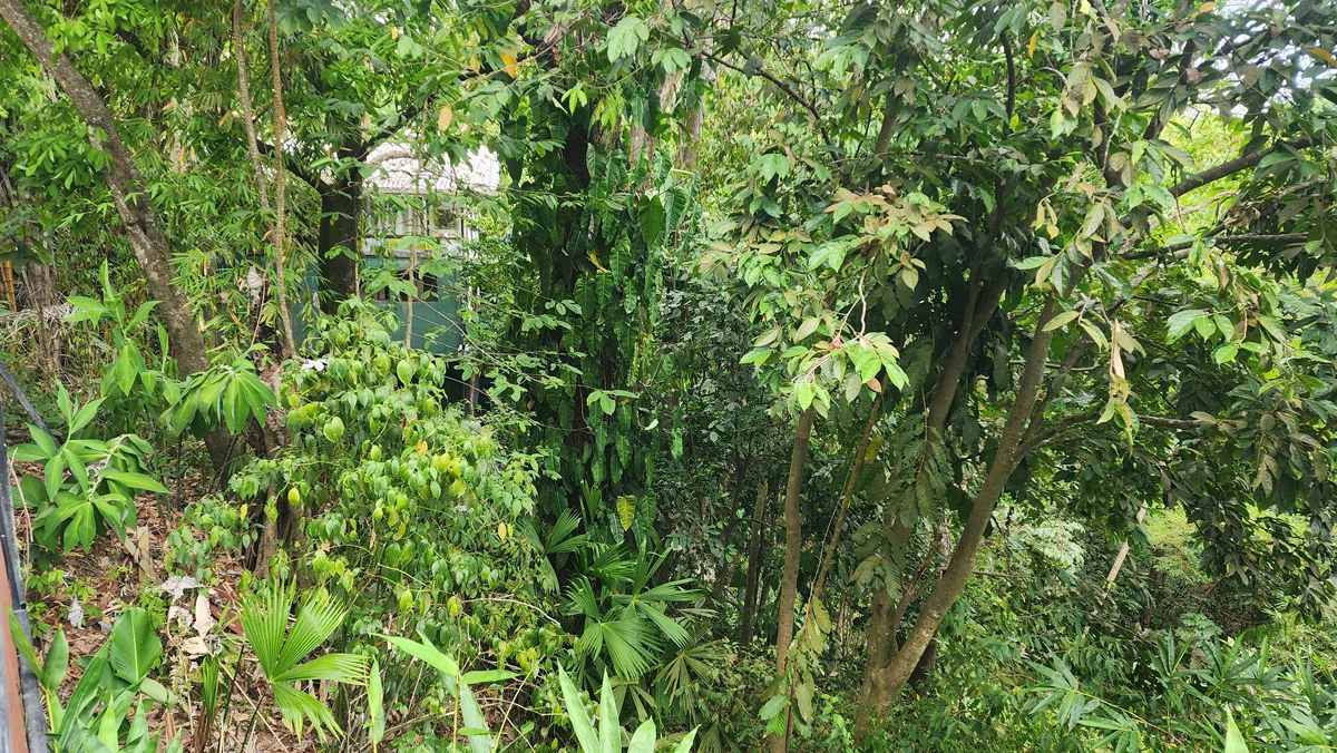 Manuel Antonio Villa: Manuel Antonio Villa with Subdividable Lot or Expansion - Gallery image 42