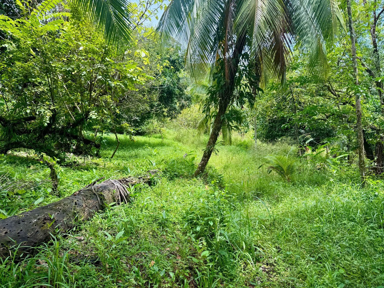 0.25 ACRES – Easy Access Flat Affordable Property In Escaleras With Public Road, Asada Water, Power, and Internet!!! - Gallery image 5