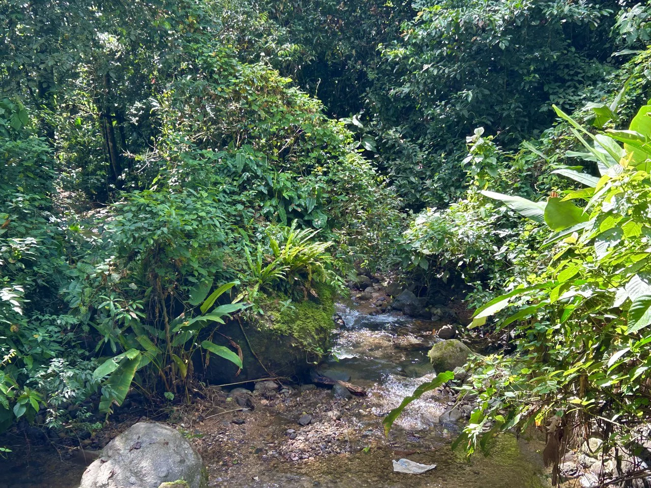 Selva Vista Estate: 5.9 Acres of Wild Beauty - Gallery image 28