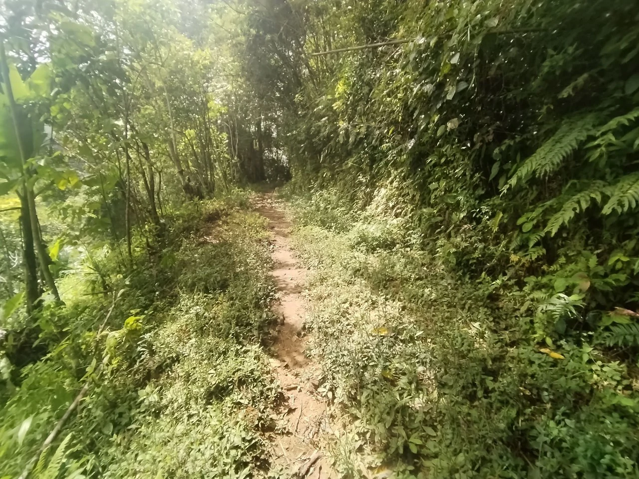 LOTE EN HERRADURA RIVAS.: Mountain Agricultural Land For Sale in San Isidro del General - Gallery image 22