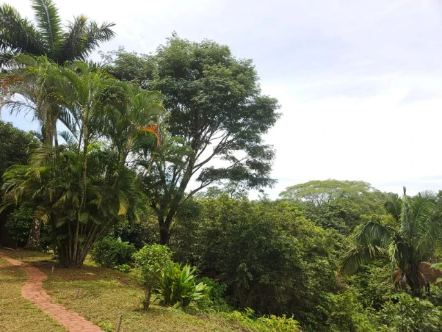 Nosara's Brand New Top Villas as a Business Opportunity in the dense forest of catchment area, 7 villas for sale in Costa Rica's Healthy Blue Zone - Gallery image 62