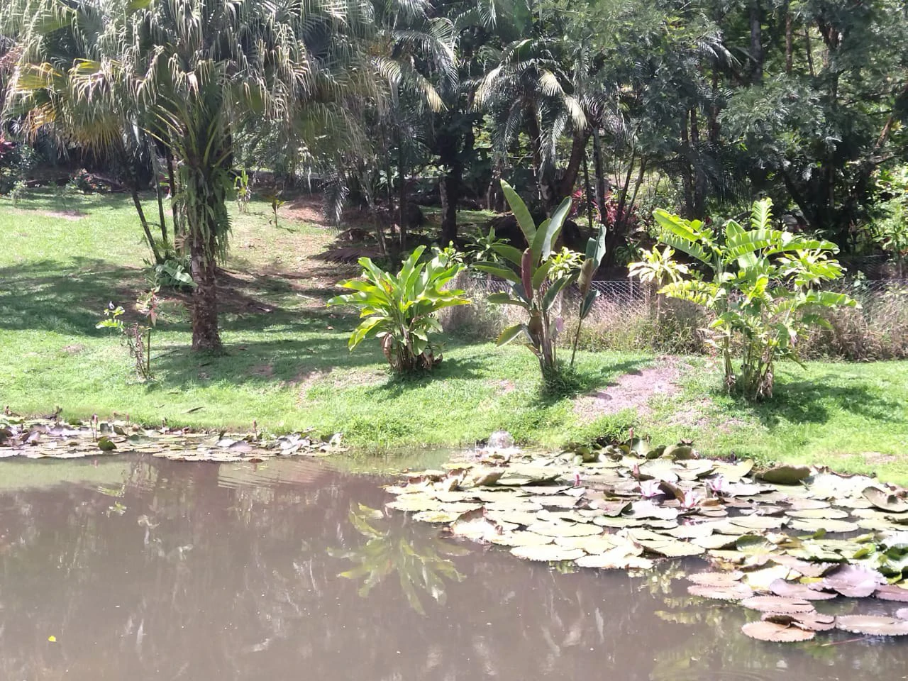 Pristine Business for Sale in Santo Domingos Forest, 3 cabins surrounded by wild nature, Tilapia lake with a dock, and a Restaurant - Gallery image 6