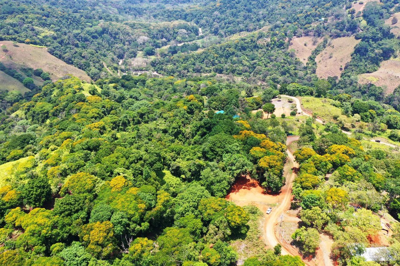 2.5 Acre Jungle and Valley View Home site in Dominical - Gallery image 14
