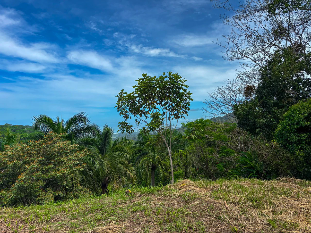 3.6 Acre Ocean View, Near the Beach & Cool Mountain Elevation: Mountain Home Construction Site For Sale in Lagunas - Gallery image 17