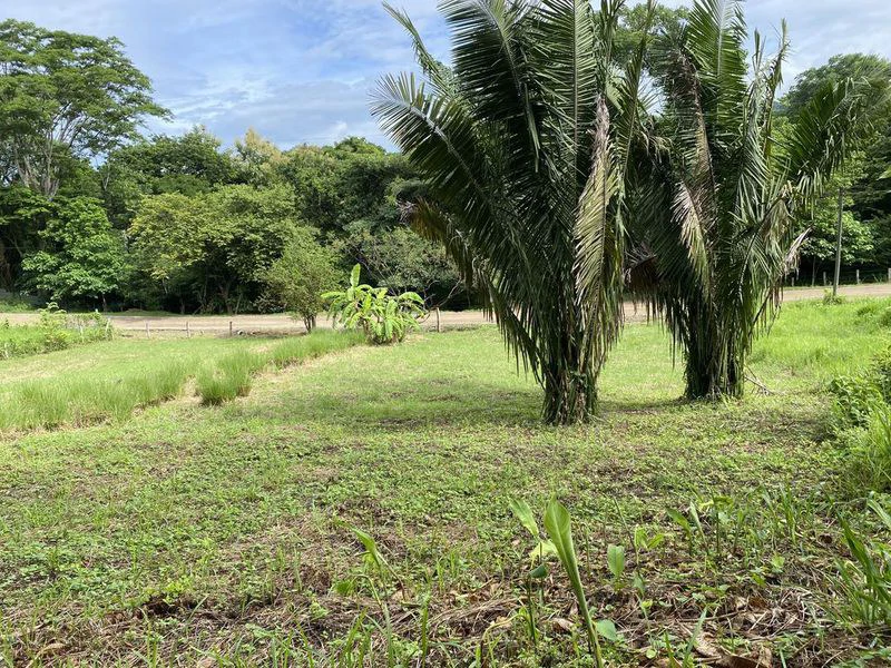 Lote Palmas: Last Affordable Flat Lot in Buena Vista, Just Minutes from Samara Beach - Gallery image 4
