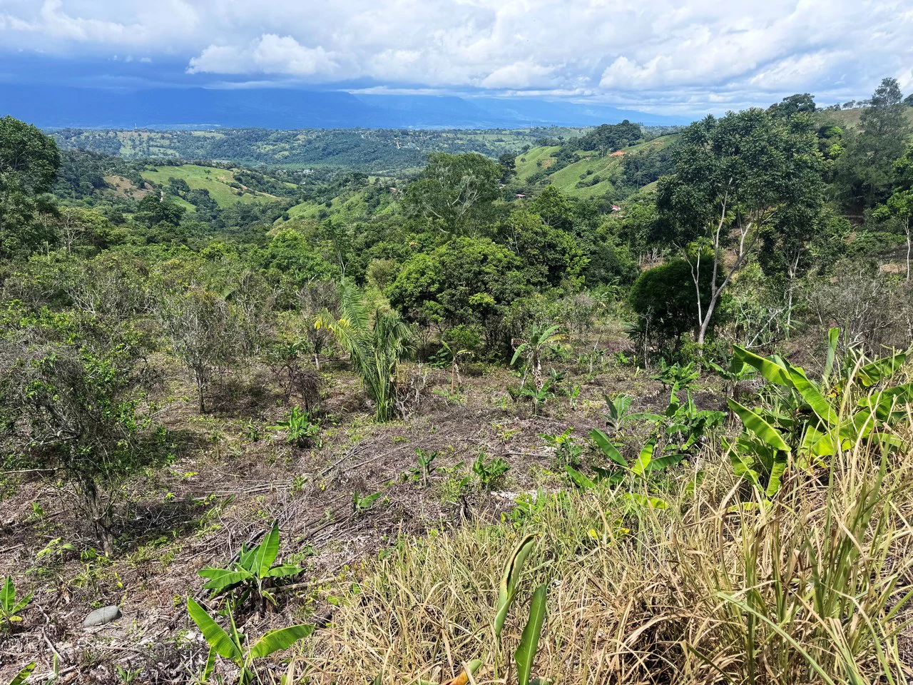 4.6 Acre Tropical Fruit Farm with Elevated Homesite & Valley Views San Isidro
