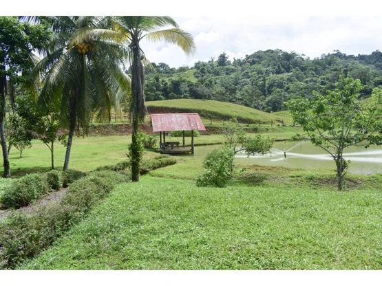 Serene Jungle Farm in Limon Province - Gallery image 37