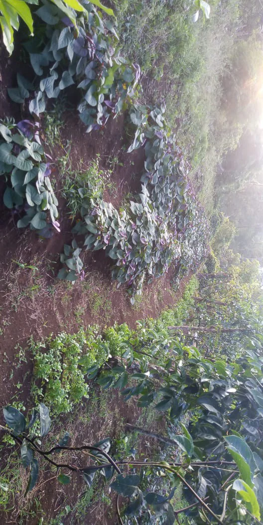 Agricultural farmland for sale in Aguas Claras, Alajuela, 1 house and many fruit trees - Gallery image 5