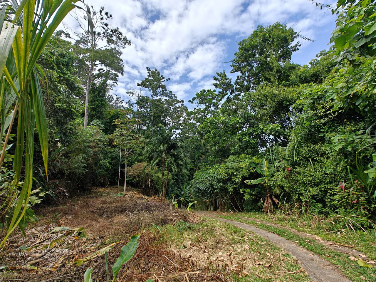 Mountain-Edge Sanctuary with Private Waterfall: 3 Titled Jungle Lots with Platforms, Waterfall, and Income Potential - Gallery image 20