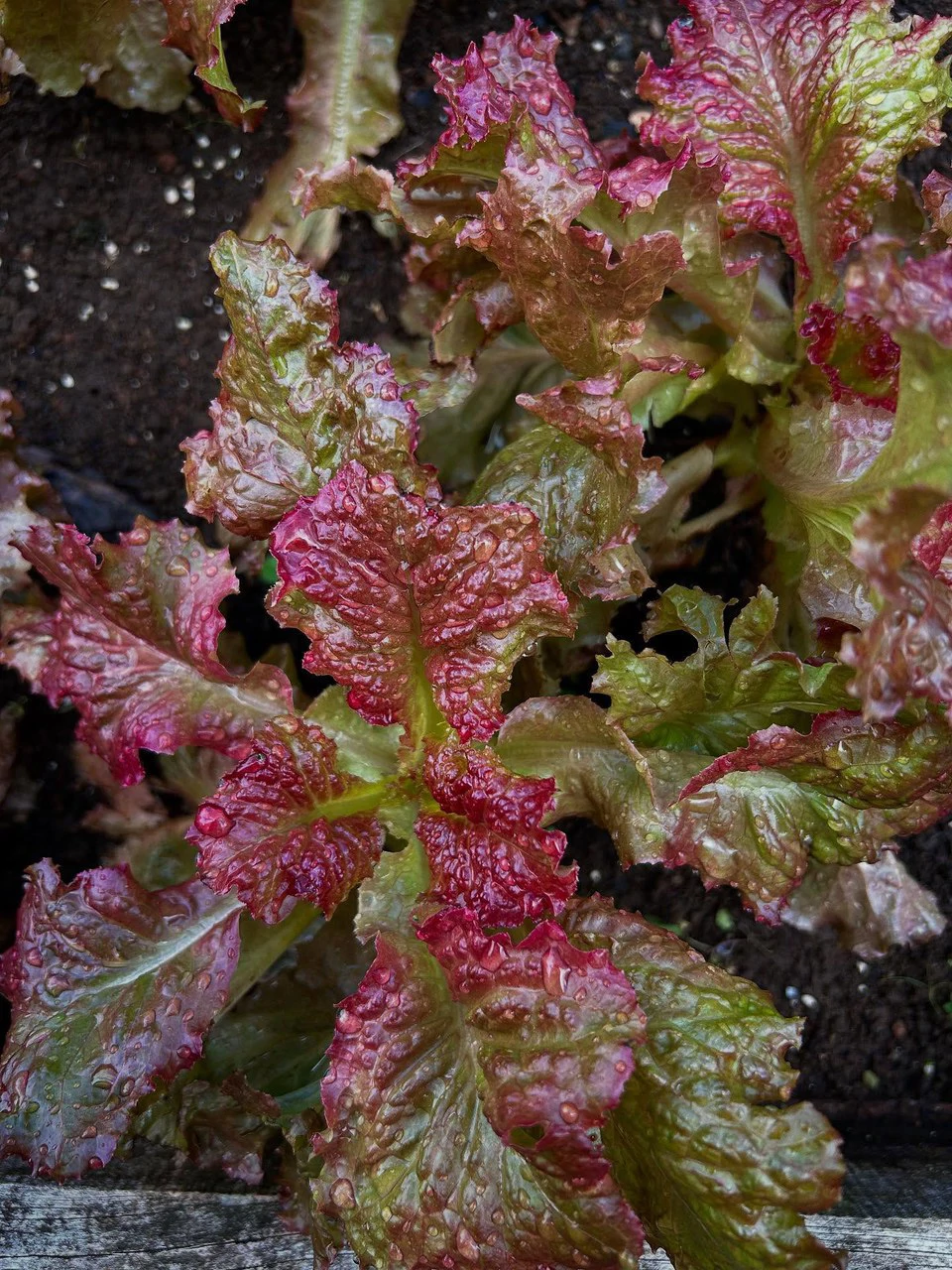 NATURES BOUNTY - Certified Organic Farm - Gallery image 25