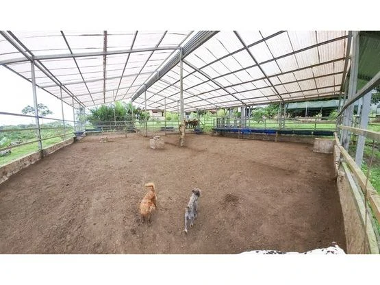 Serene Jungle Farm in Limon Province - Gallery image 48