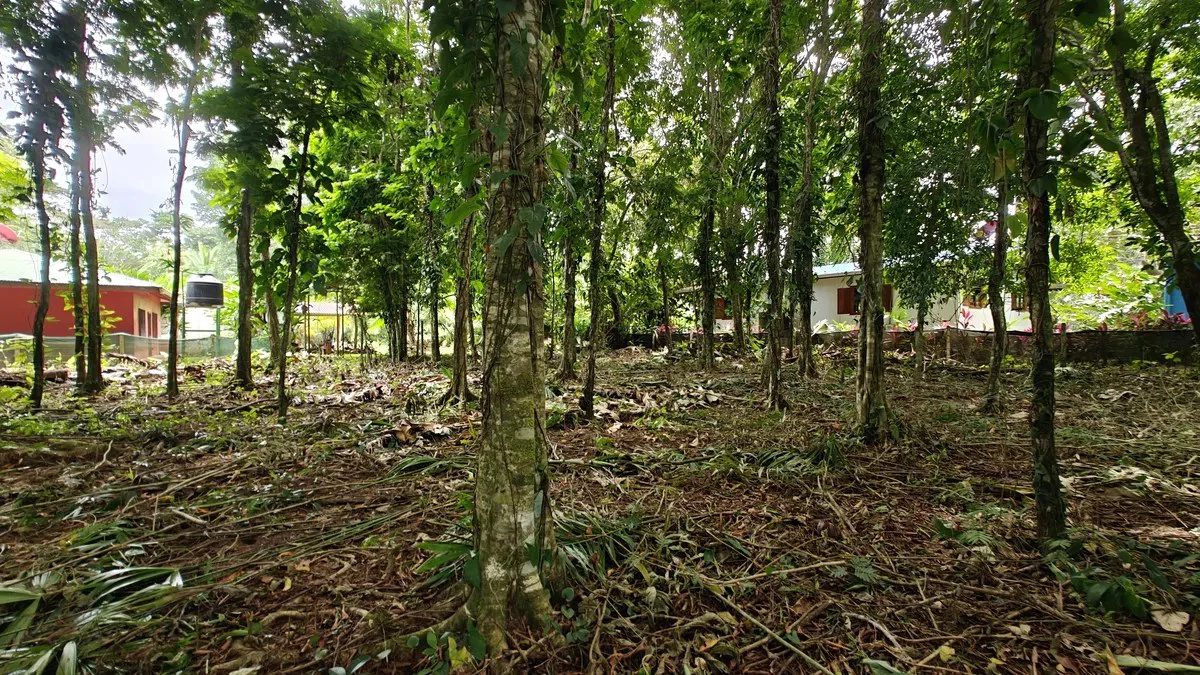 ID 948:: Titled 1259 sqm Lot - 600 Meters From Cahuita National Park - Gallery image 6