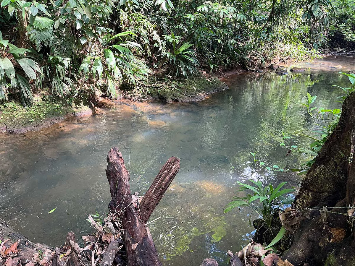 ID 4161: Expansive Farm for Sale in Sarapiquí, Heredia: Pastureland, Rivers & Private Fores - Gallery image 6