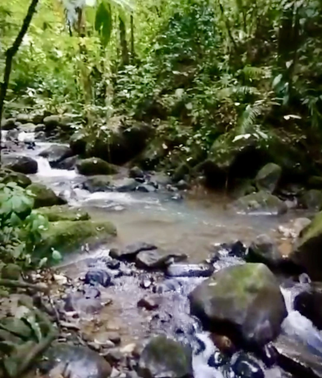 4.2 acres with house and creek: Beautiful property with creek and house