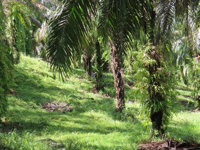 Palm Farm with Ocean View, Ideal for Ecotourism or Residential Development - Gallery image 15