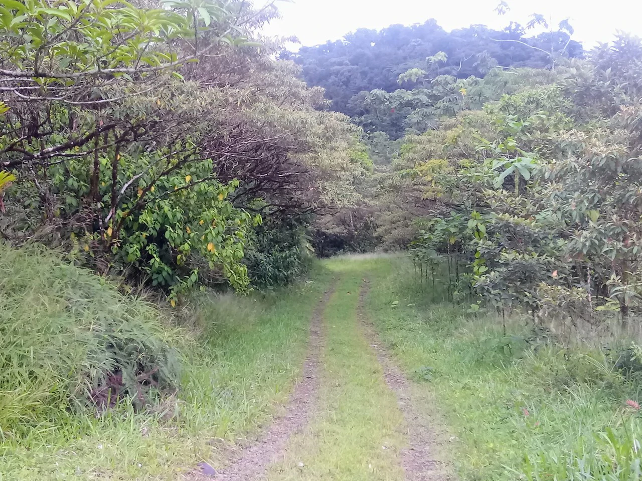 JUNGLE PARADISE: Nature Lovers Dream: 204 acres of Wilderness and a Building Pad - Gallery image 8