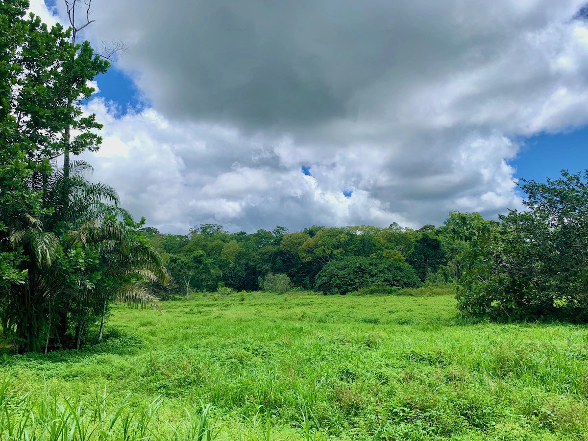 Jungle View Property in Osa Peninsula - Gallery image 5