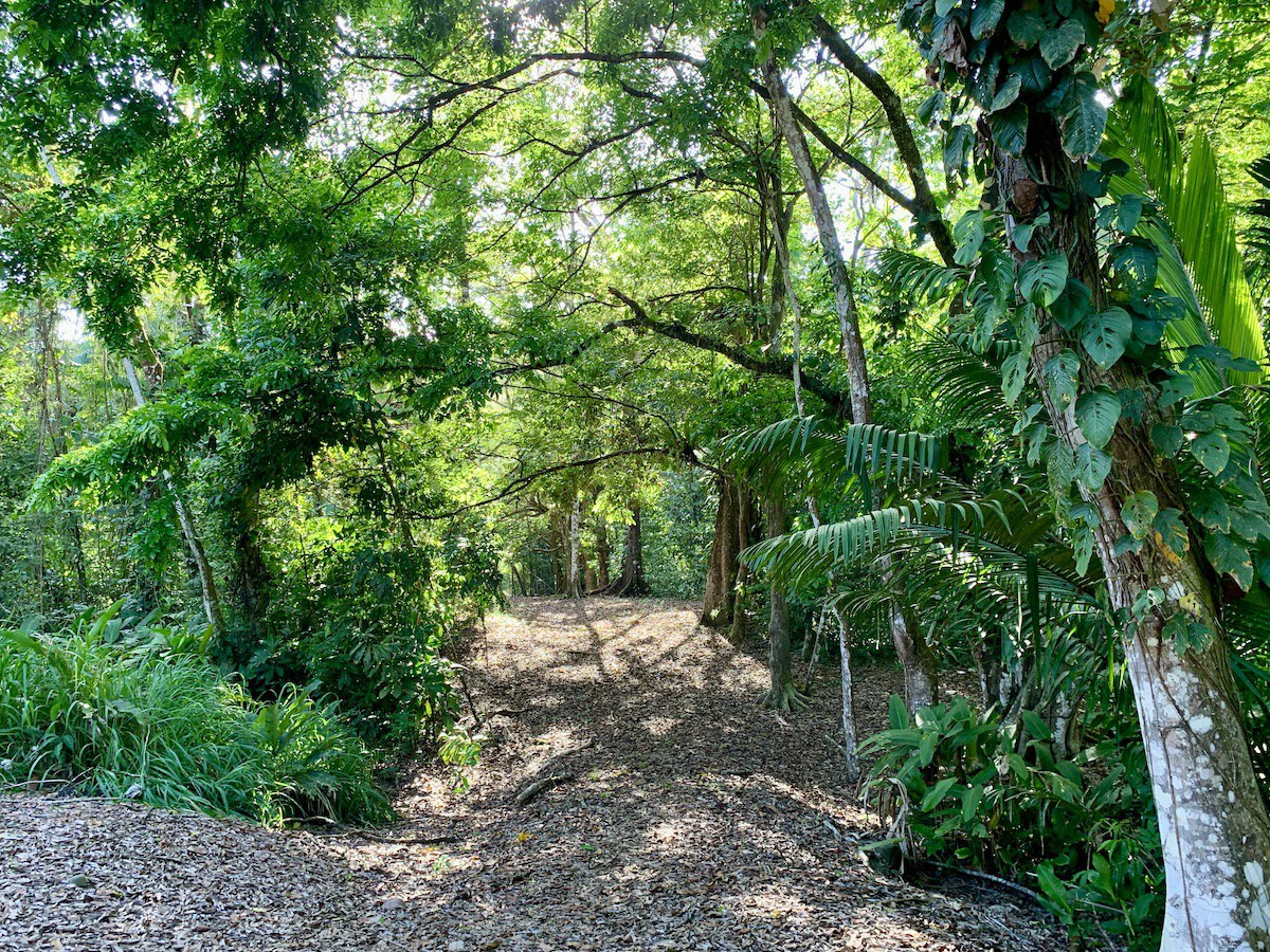 Beautiful Home and Property in Puerto Jiménez Osa Peninsula - Gallery image 26