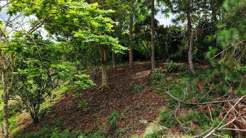 Home Construction Site For Sale in San Rafael Norte - Gallery image 2