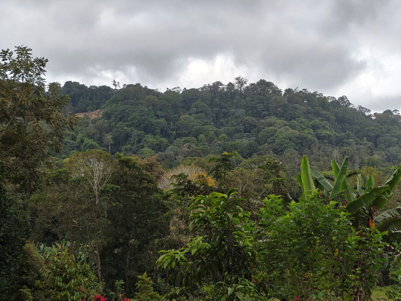 12,041m² Treed Lot with Great Potential: Wooded Lot with Creek – Rewilding Opportunity Near Puerto Viejo