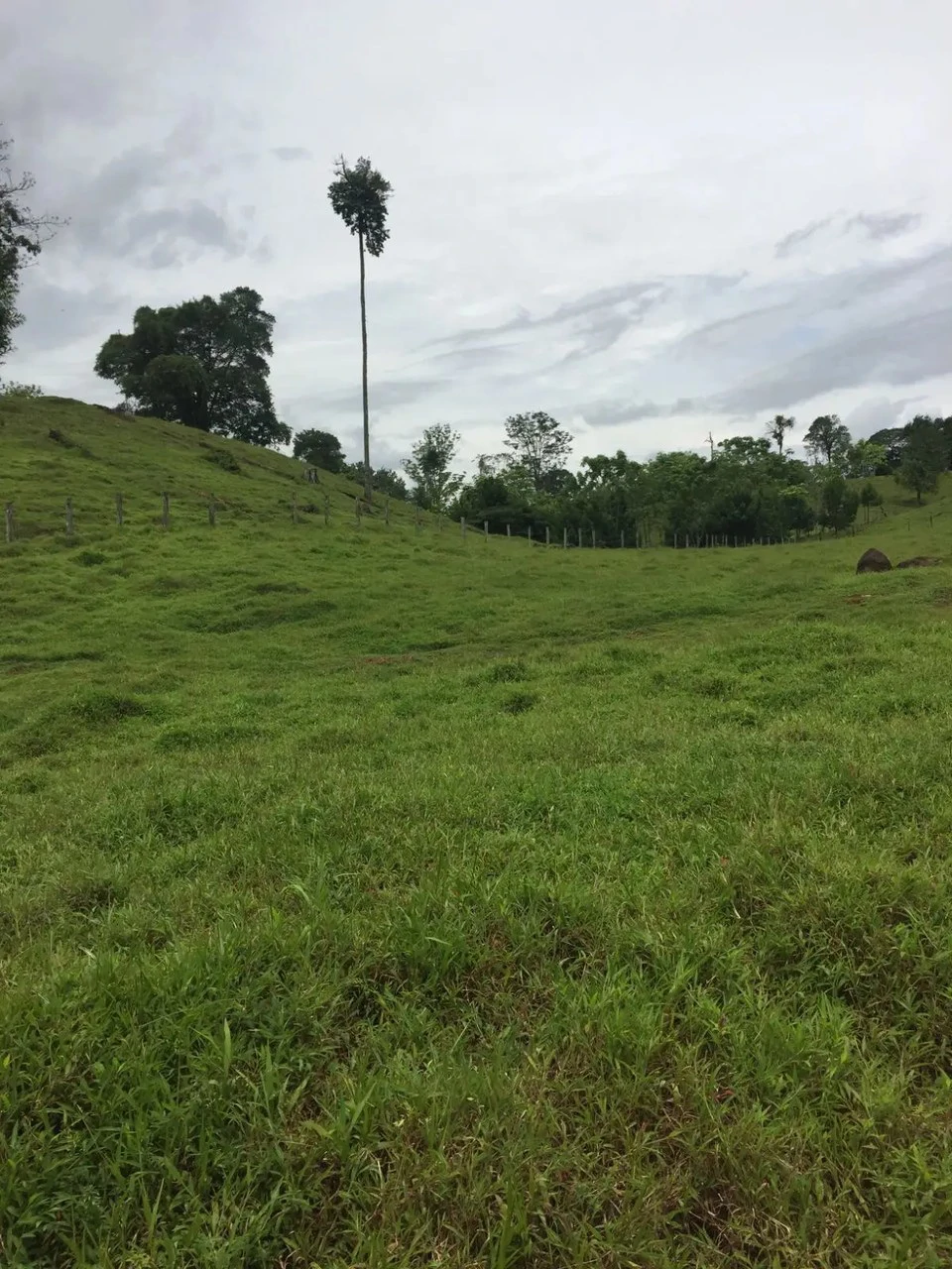 Expansive 83-Hectare Agricultural & Ranch Land in Sarapiquí, Heredia - Gallery image 9